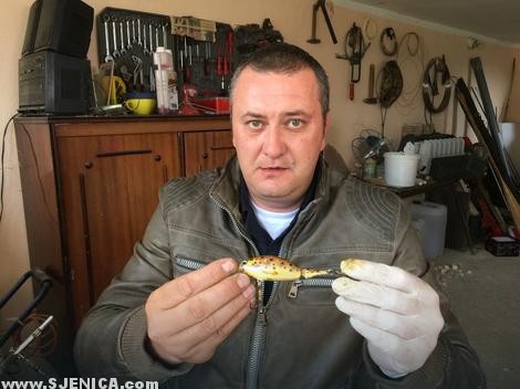 novica zekavica sa varalicom